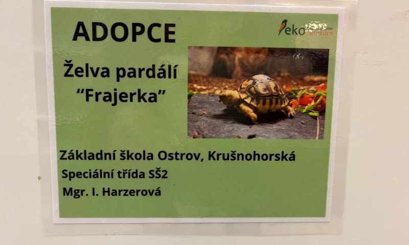 Adopce želvičky Frajerky