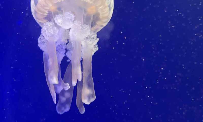 VI.A zoopark