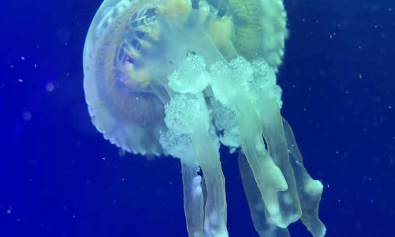 VI.A zoopark