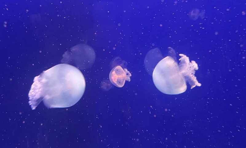 VI.A zoopark
