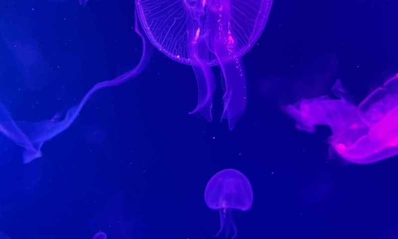 VI.A zoopark