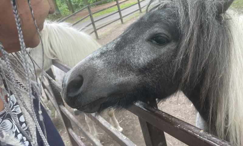 VI.A zoopark