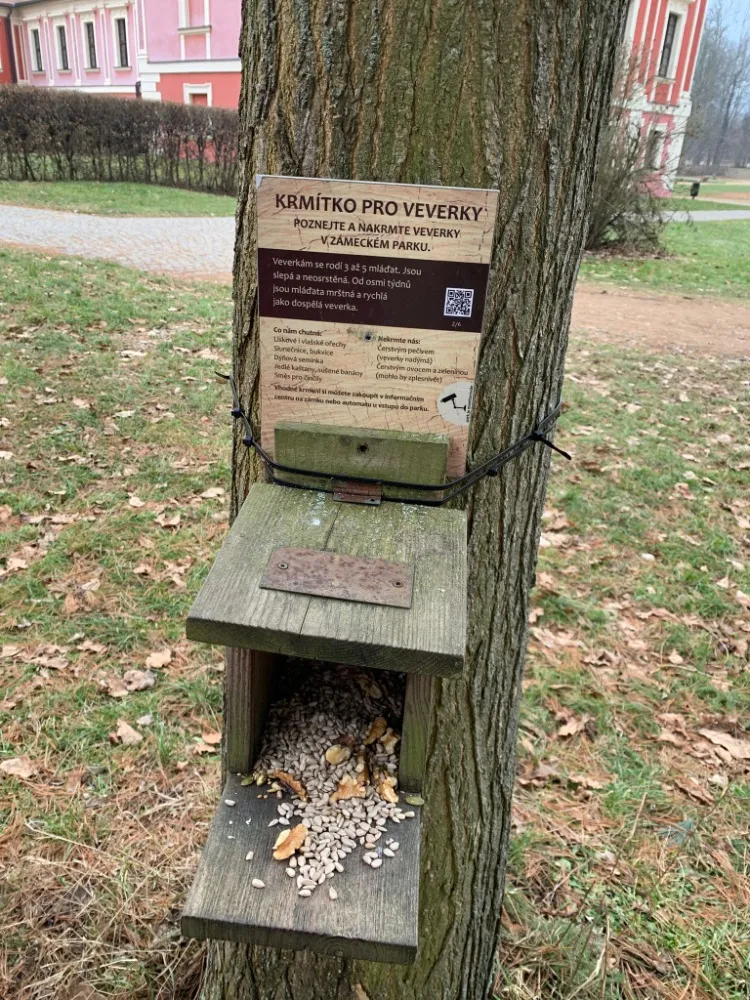 krmení veverek